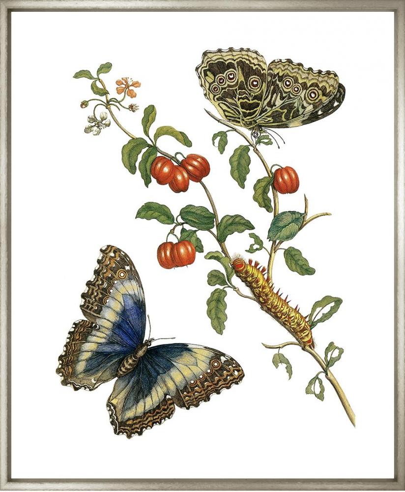 Merian Butterflies 1730