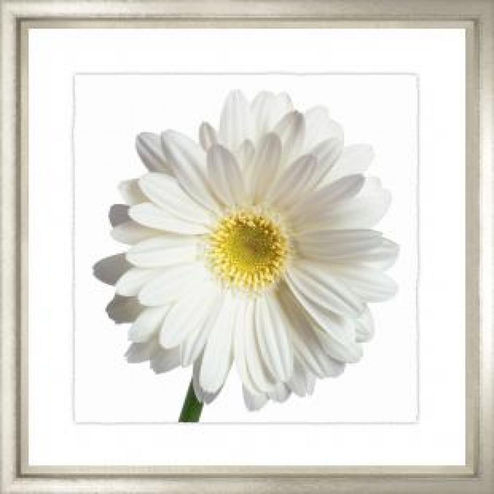 Daisy