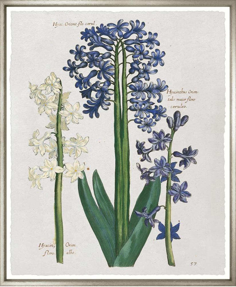 De Bry Flowers