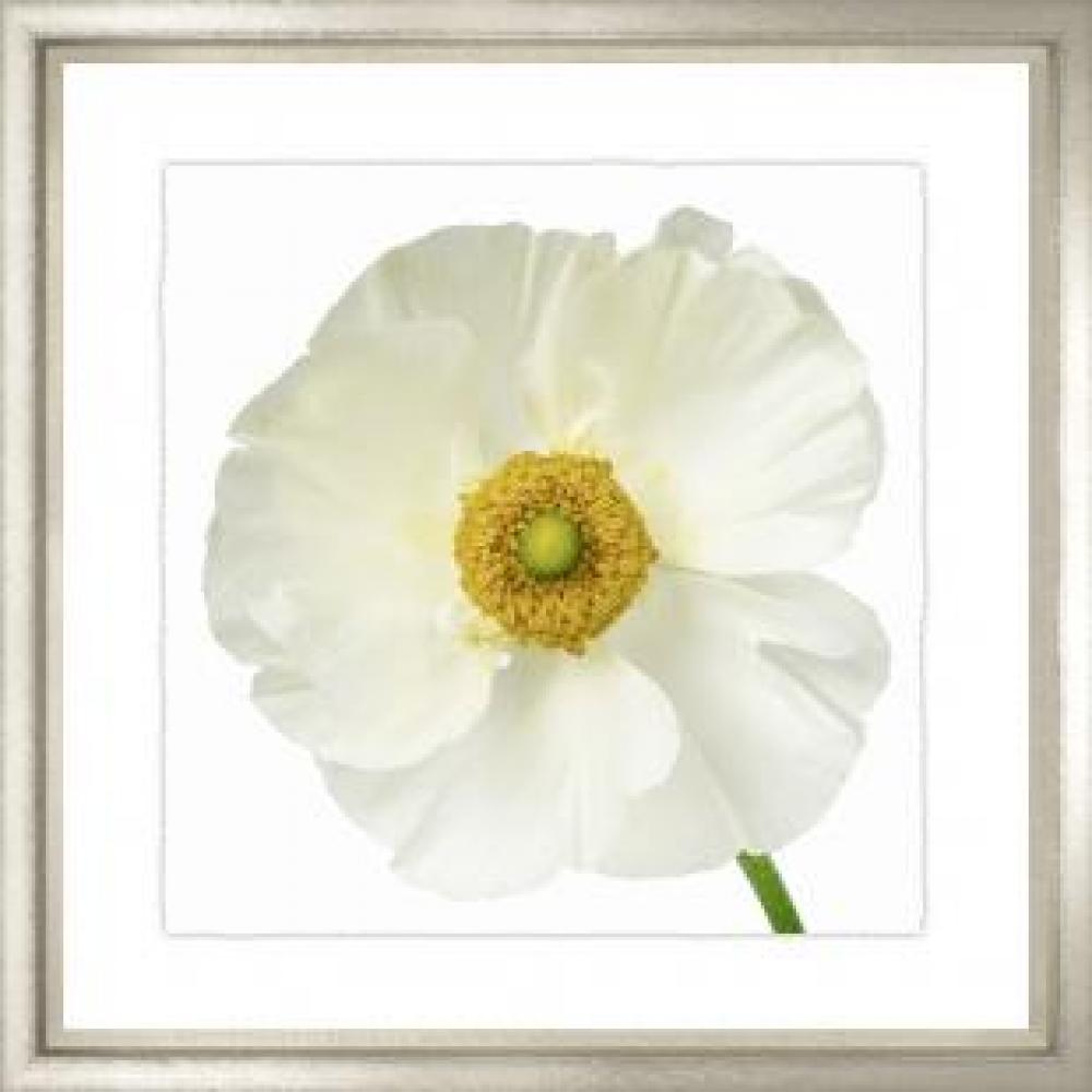 Pansy