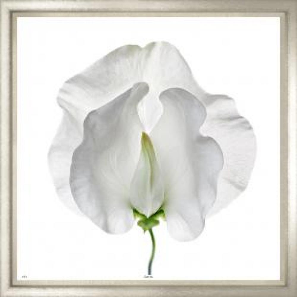 Sweet Pea