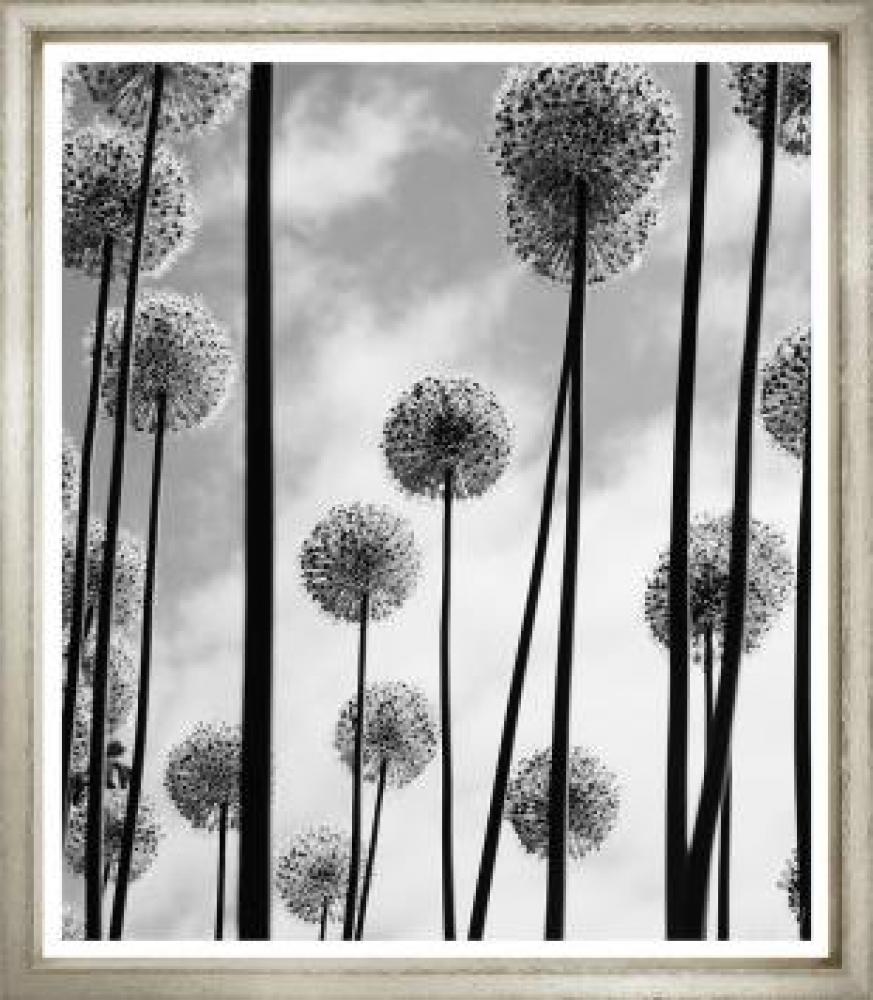 Tall Stems