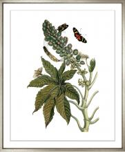 City Lights Detroit Items MBC-GA3 - Merian Butterflies 1730