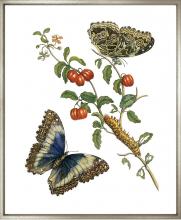 City Lights Detroit Items MBC-GA6 - Merian Butterflies 1730